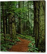 Mystical Path Canvas Print