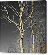 Naked Branches Canvas Print