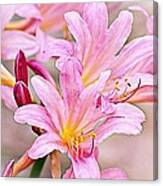 Naked Ladies Or Surprise Lilies Canvas Print