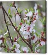 Nanking Cherry Bush Blossoms Canvas Print
