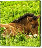 Nap In The Buttercups Canvas Print