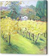 Napa Vineyard Canvas Print