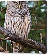 Napping Barred Owl Canvas Print