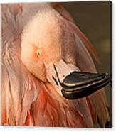 Napping On Flamingo Feathers Canvas Print
