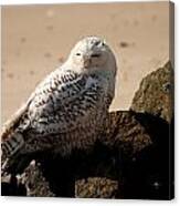 Napping On The Rocks Canvas Print