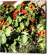 Nasturtium Against The Wall Canvas Print