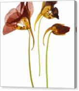 Nasturtium Flowers Canvas Print