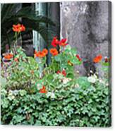 Nasturtiums Canvas Print