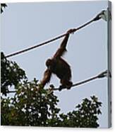 National Zoo - Orangutan - 12122 Canvas Print