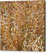 Nature Background Brown Grass Texture Canvas Print