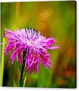 Wildflower On The Chisholm Trail Canvas Print