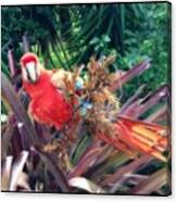 Naughty Parrot #parrot #webstagram Canvas Print