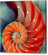 Nautilus Shell - Nature's Perfection Canvas Print