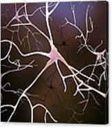 Nerve Cells, Artwork Canvas Print