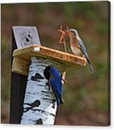 Nesting Bluebirds Canvas Print