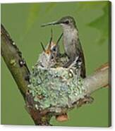 Nesting Hummingbird Family Canvas Print