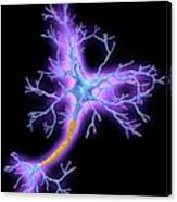 Neuron Canvas Print