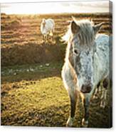 New Forest Wild Ponies Canvas Print