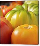 New Jersey Heirloom Tomatoes Canvas Print