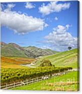 New Zealand Marlborough Vineyard In Autumn Canvas Print