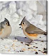 Nice Pair Of Titmice Canvas Print