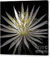 Night-blooming Cereus 1 Canvas Print
