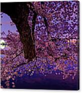 Night Blossoms Canvas Print