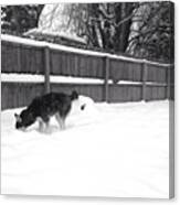 Nikita Is Going To Miss The #snow Canvas Print