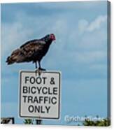 No Fly Zone.  #bird #vulture Canvas Print