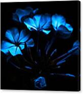 Nocturnal Blue Canvas Print