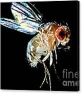 Normal Red-eyed Fruit Fly Canvas Print