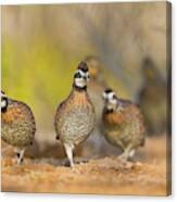 Quail Family Strolling Canvas Print