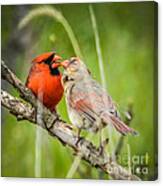 Northern Cardinal Male And Female Canvas Print