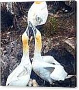 Northern Gannet Canvas Print