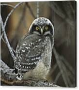 Northern Hawk Owl Chick Saskatchewan Canvas Print