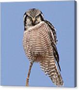 Northern Hawk Owl Canvas Print