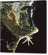 Northern Leopard Frog Jumping Canvas Print