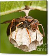 Northern Paper Wasp And Nest Canvas Print