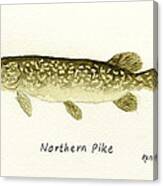 Northern Pike Canvas Print