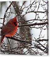 Northern Red Cardinal In Winter Canvas Print