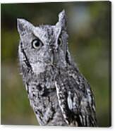 Northern Screech Owl Canvas Print