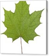 Norway Maple (acer Platanoides) Leaf Canvas Print