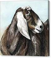Nubian Goat Canvas Print