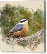 Nuthatch Watercolor Art Canvas Print