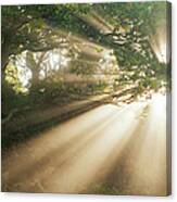 Oak Forest In Mist Canvas Print