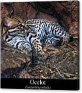 Ocelot Canvas Print