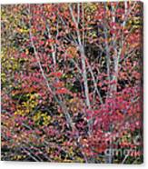 October Woods Canvas Print