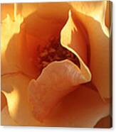 October's Rose Canvas Print