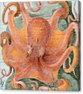 Octopus, 1878 Canvas Print