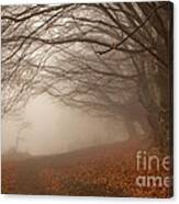 Old Beech Trees In Fog Canvas Print